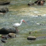 White Ibis