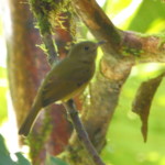 Ochre-bellied Flycatcher