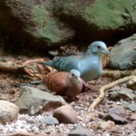 Blue Ground-dove