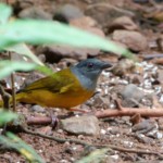 Gray-headed Tanager