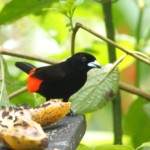 Cherries Tanager