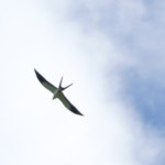 Swallow-tailed Kite