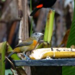 Cherries Tanager female