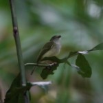 Northern Bentbill