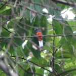Baird's Trogon