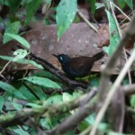 Chestnut-backed Antbird