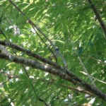 Yellow-olive Flycatcher