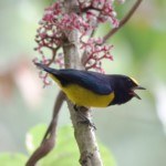 Spot-crowned Euphonia