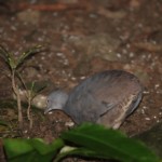 Little Tinamou