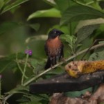Black-cheeked Ant-tanager