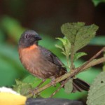 Black-cheeked Ant-tanager