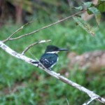 Green Kingfisher