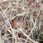 White-throated Crake