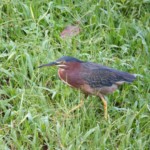 Green Heron