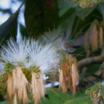 Charming Hummingbird