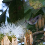 Charming Hummingbird