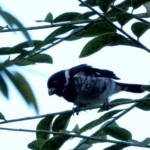 Variable Seedeater
