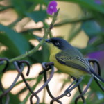 Common Tody Flycatcher