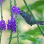 Charming Hummingbird
