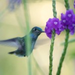 Charming Hummingbird
