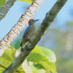 Red-crowned Woodpecker