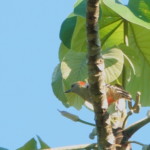 Red-crowned Woodpecker