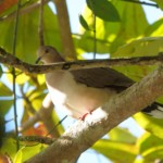 White-tipped Dove