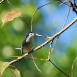 Tropical Gnatcatcher