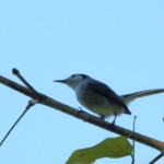 Tropical Gnatcatcher