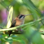Stripe-throated Hermit