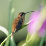 Stripe-throated Hermit