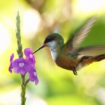 White-crested Coquette