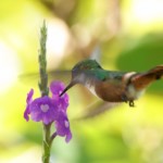 White-crested Coquette