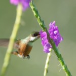 White-crested Coquette female