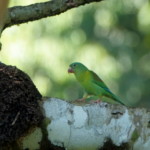 Orange-chinned Parakeet