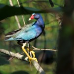 Purple Gallinule