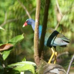 Purple Gallinule