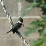 Green Kingfisher