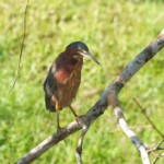 Green Heron