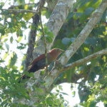 Squirrel Cuckoo