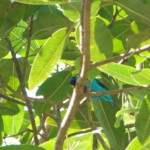 Turquoise Cotinga