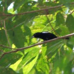 White-shouldered Tanager
