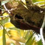 Black-striped Woodcreeper