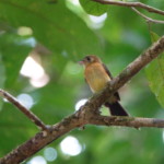 Sulphur-rumped Flycatcher