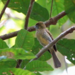Ochre-bellied Flycatcher