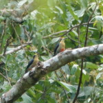 Golden-naped Woodpecker