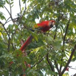 Scarlet Macaw