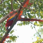 Scarlet Macaw