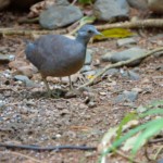 Little Tinamou