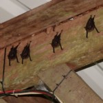 Guardians of the second floor